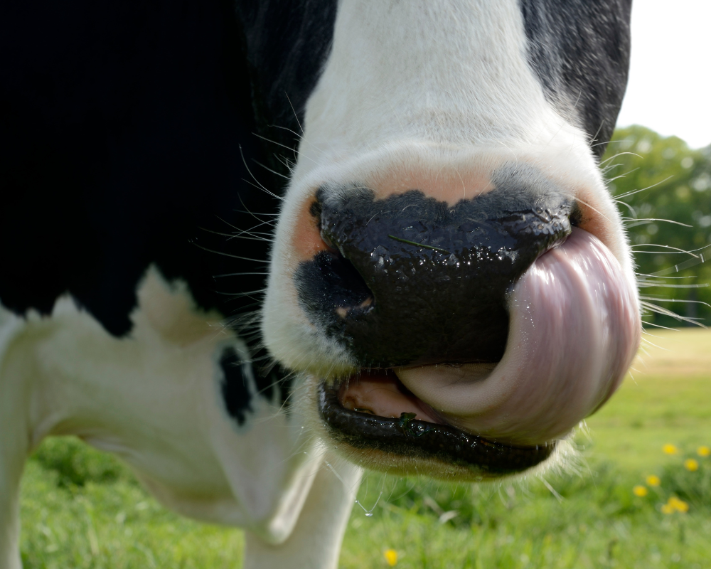 Blauzungenkrankheit (BTV-3)